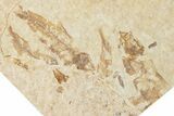 Fossil Fish (Knightia) Mortality Plate - Wyoming #339056-2